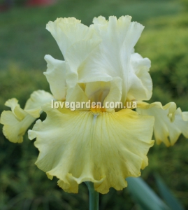 Drim Time (Johnson 2007)